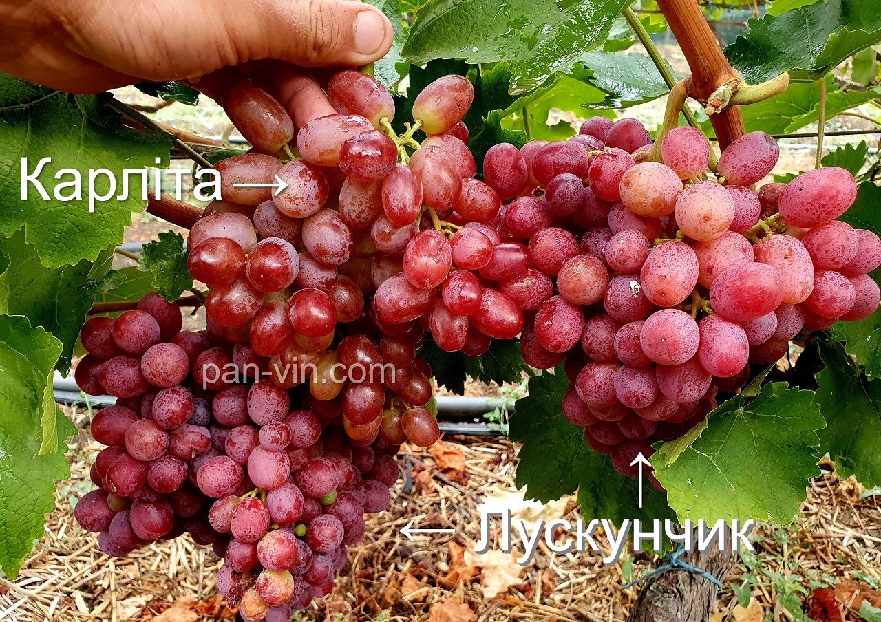 (Magnélküli) Karlita