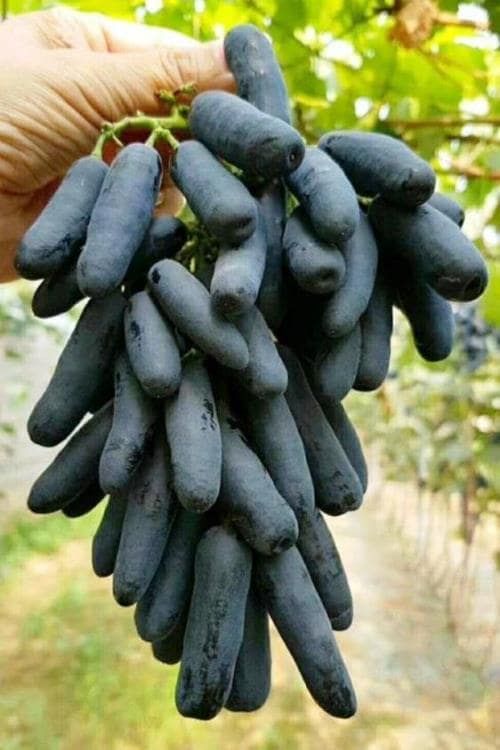 (Magnélküli) Avatar