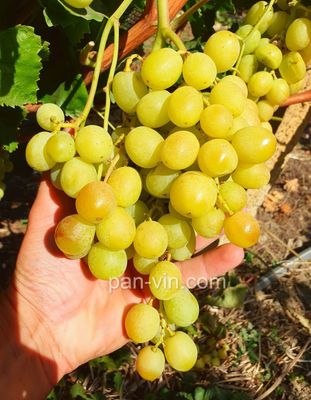 (Magnéllüli) Szolodkij Sweet