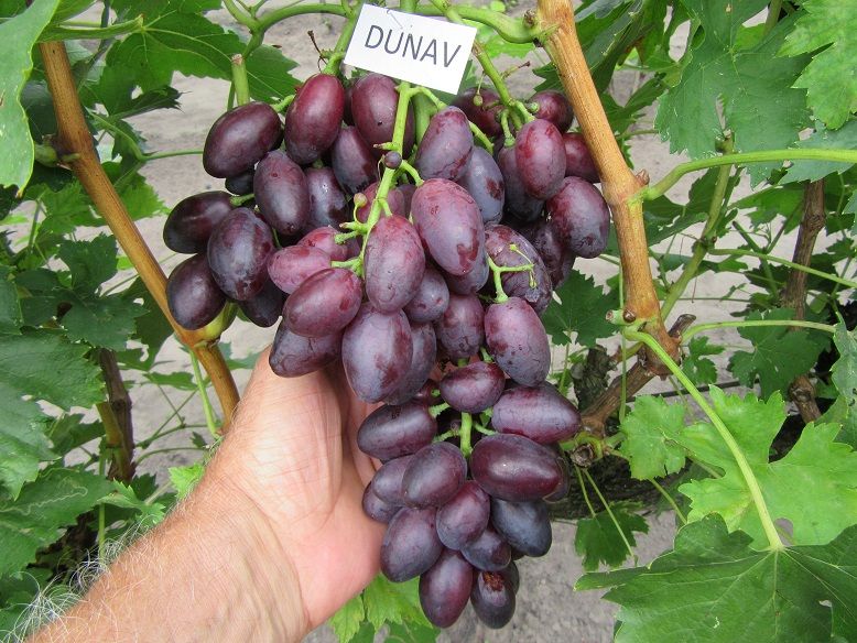 Dunav