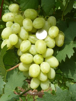 Muscat Dubovszkij