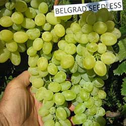 Belgrádi magvatlan
