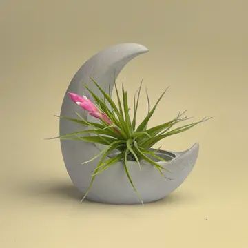 YOUNG MOON AIR PLANT HOLDER, Tillandsia Airplant Display