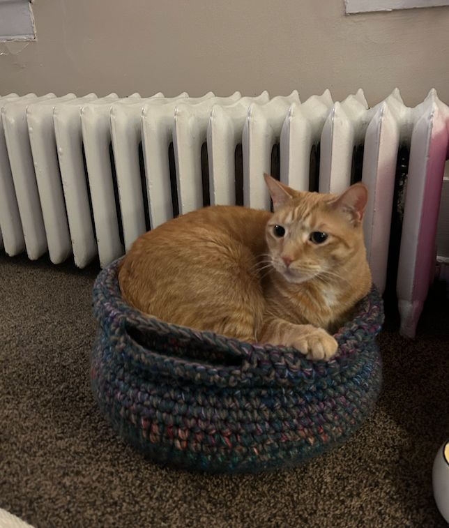 Cat Bed