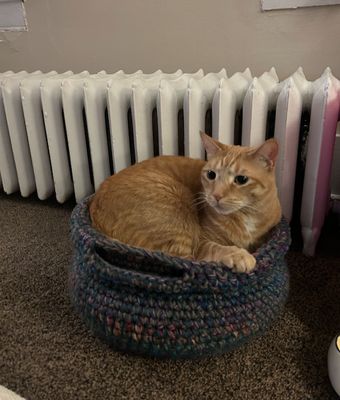 Cat Bed