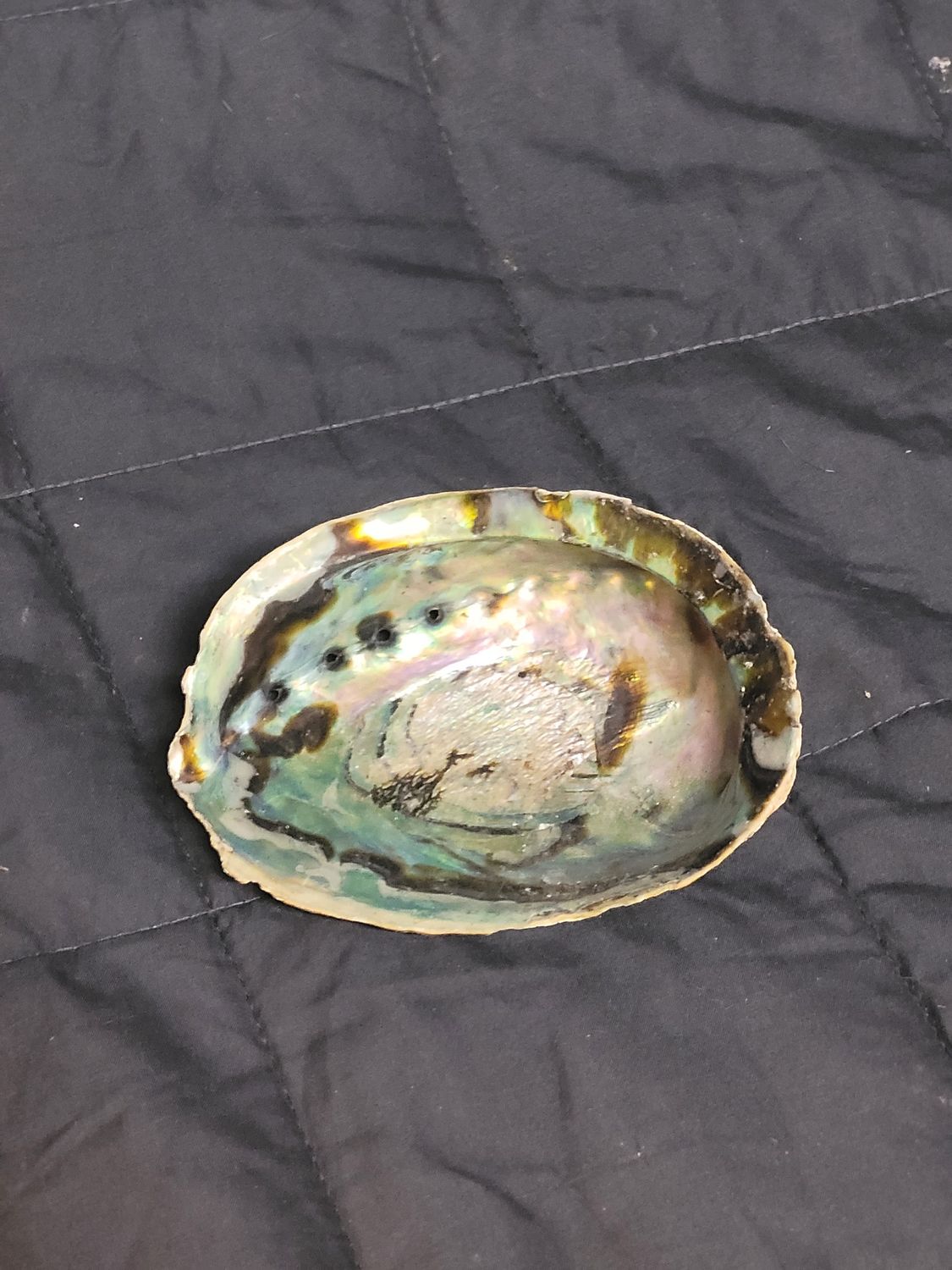 Abalone Shell