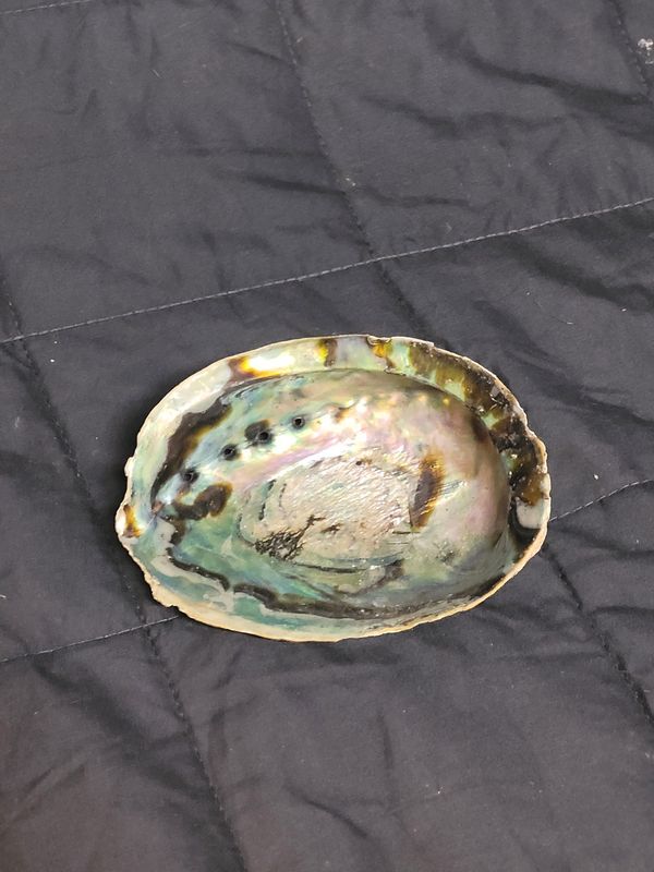 Abalone Shell