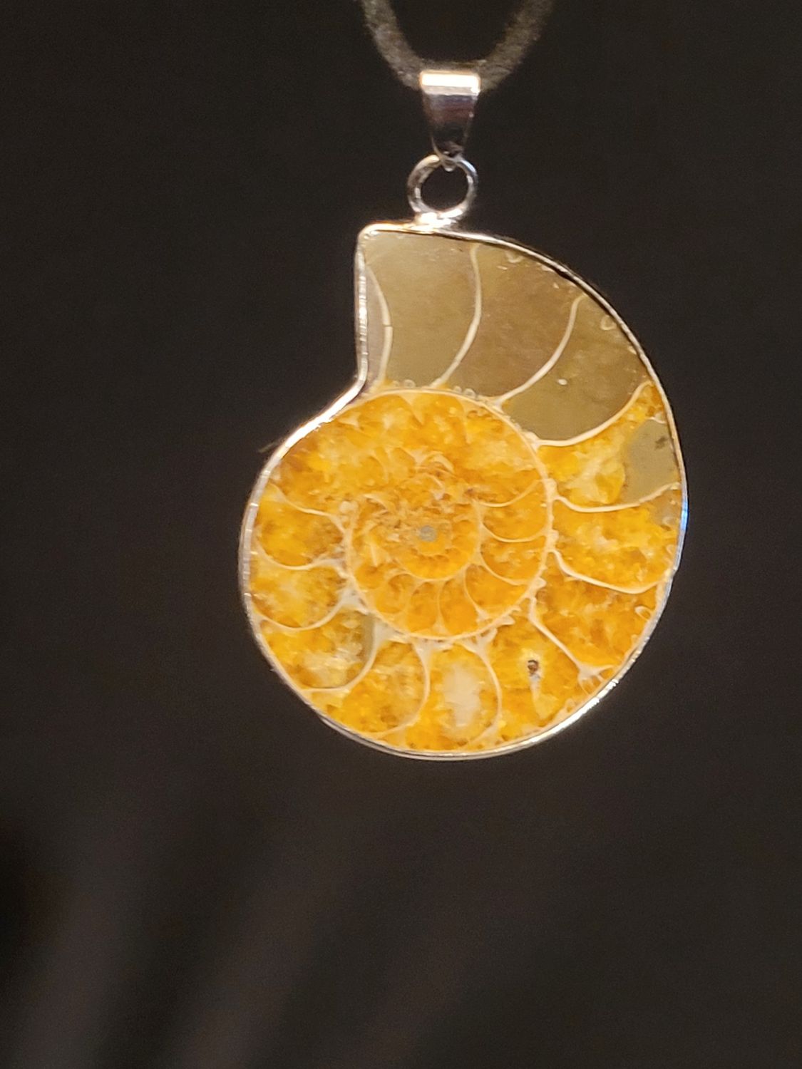 Shell Fossil
