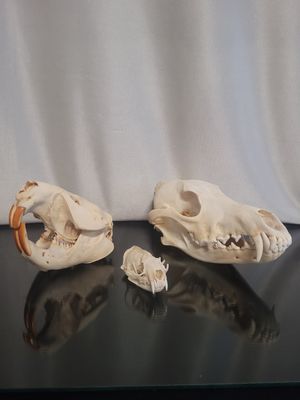 Skulls