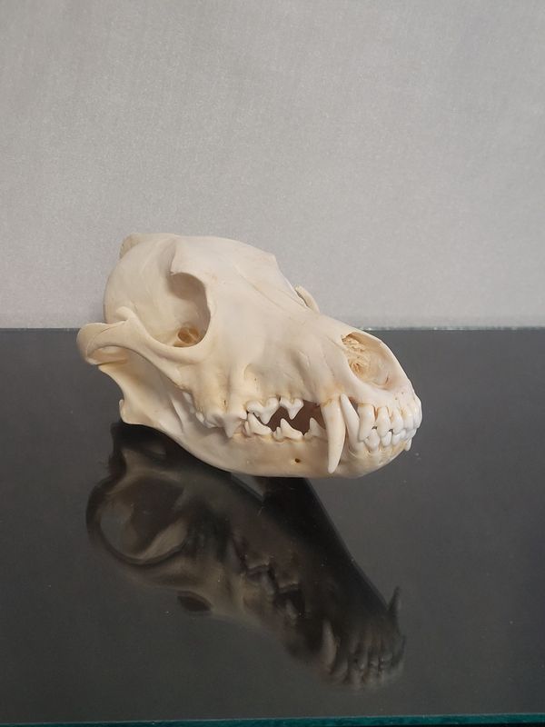 Coyote Skull