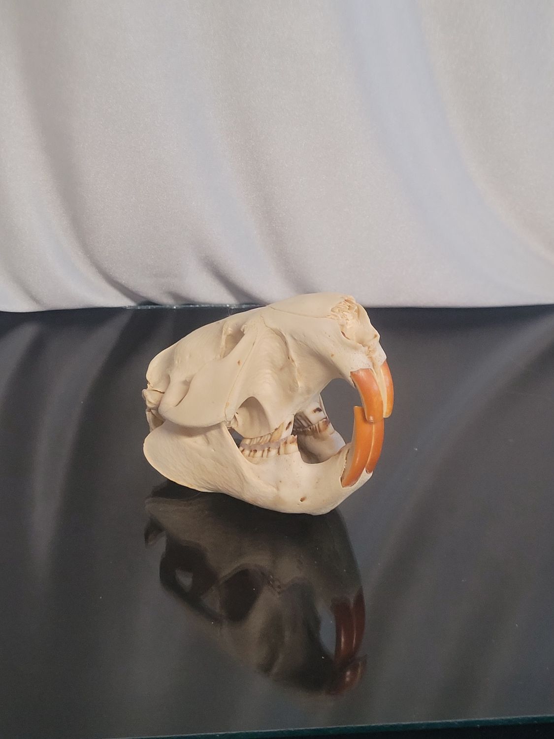 Beaver Skull