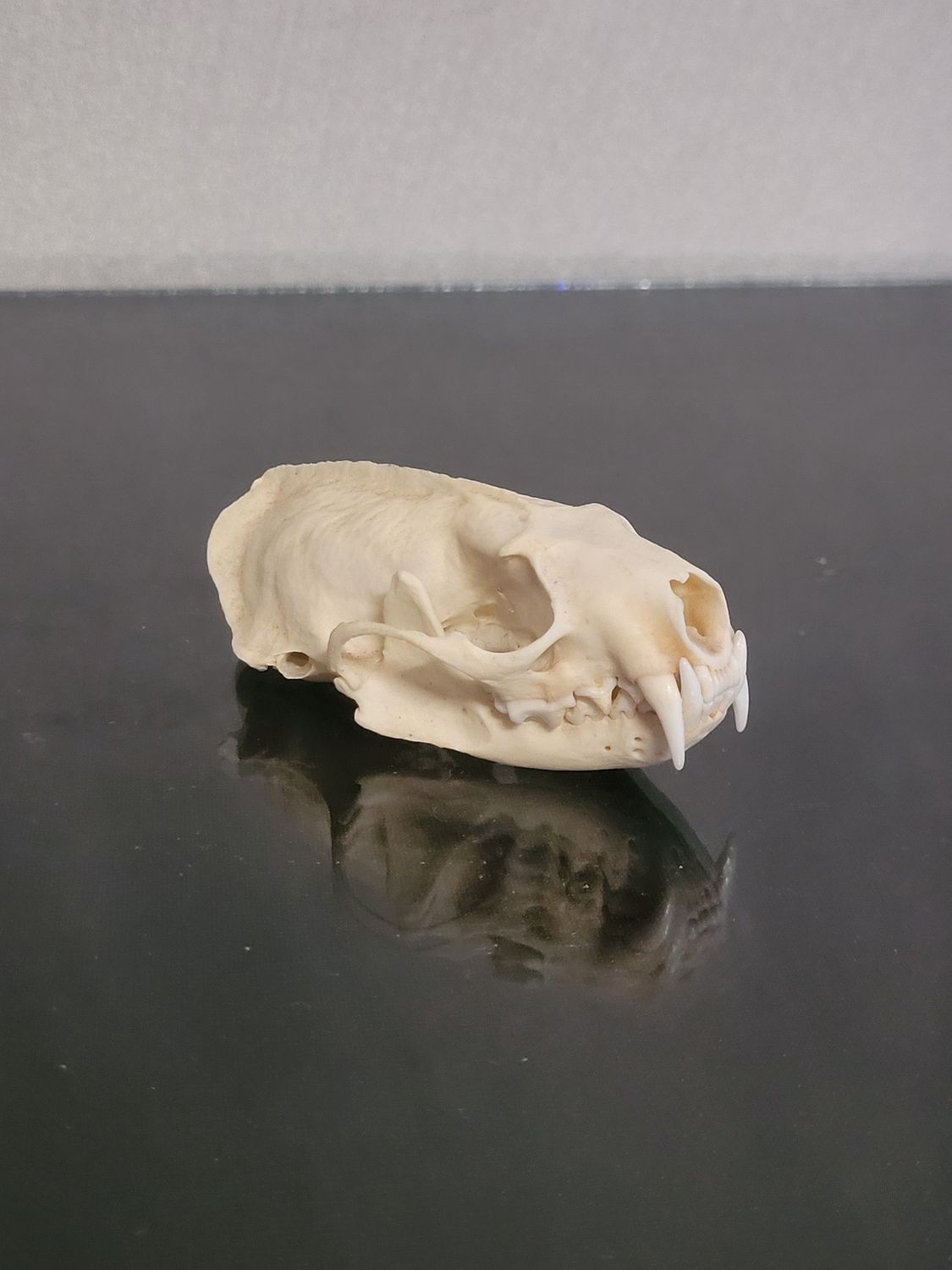 Mink Skull