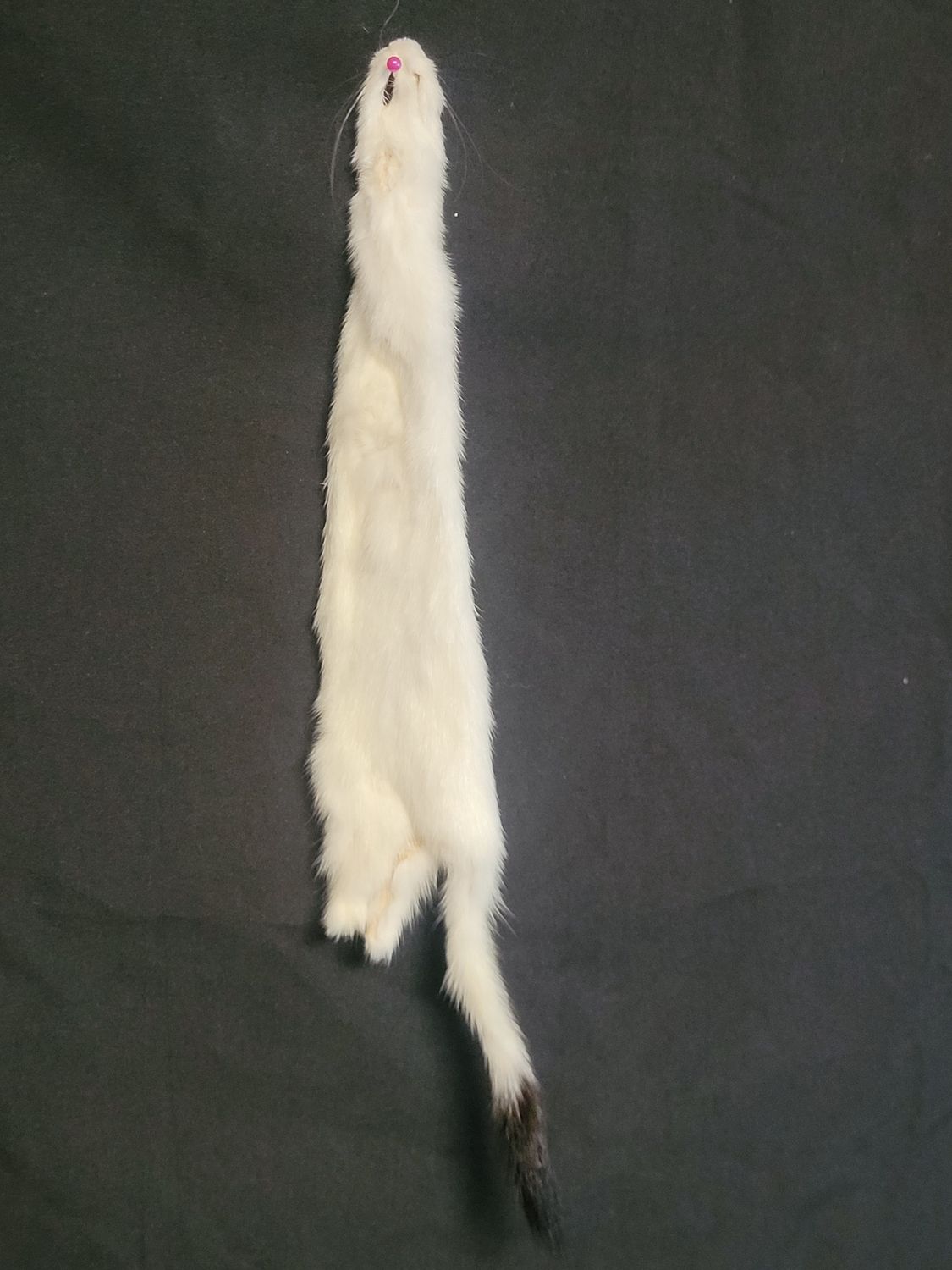 Weasel Fur Pelt, Size: Grade 4