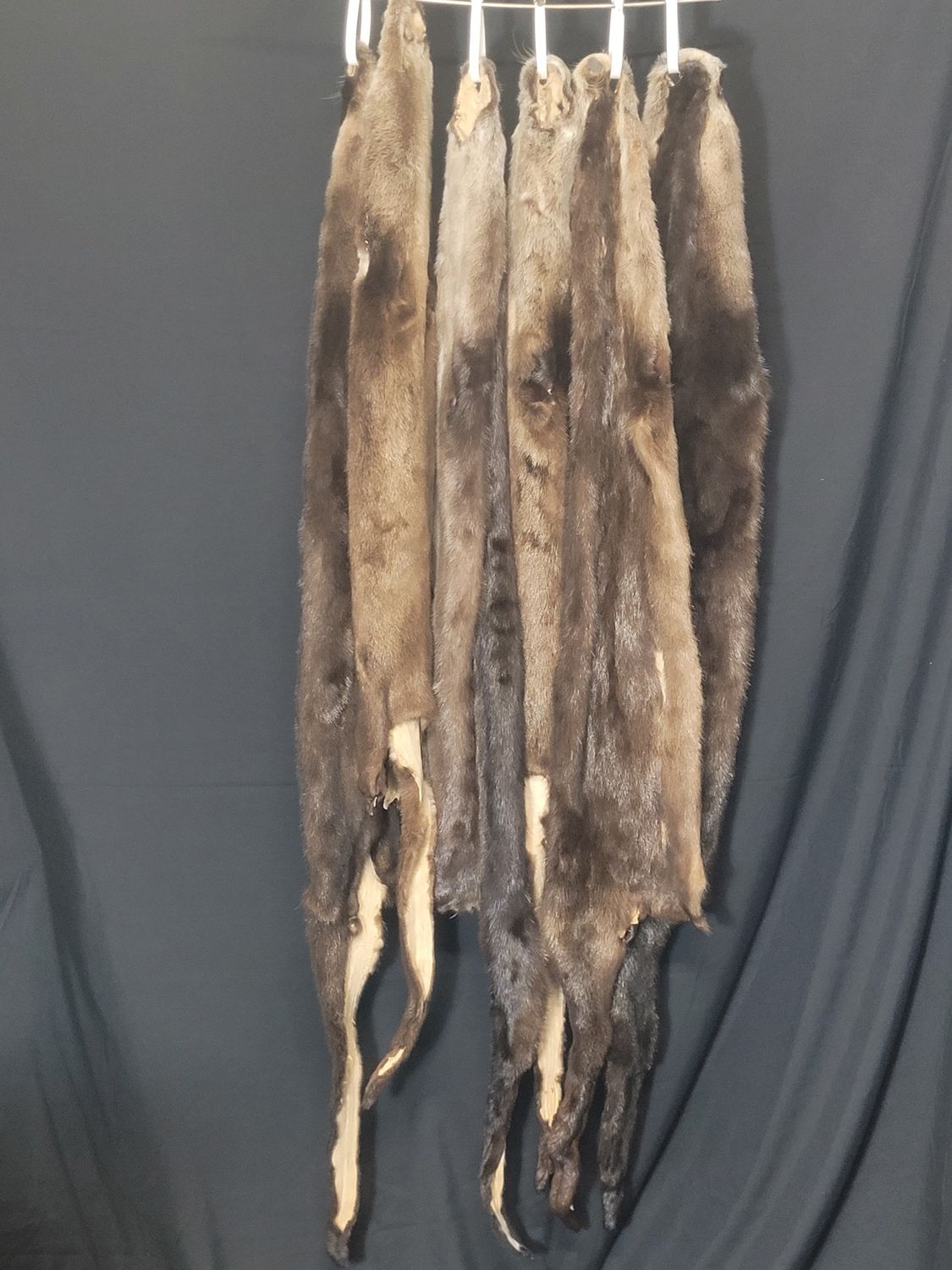 Otter Fur Pelt, Attribute: Otter