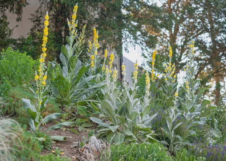 Mullein Leaf