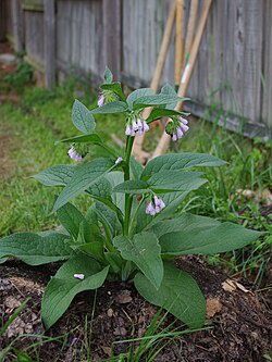 Comfrey Leaf