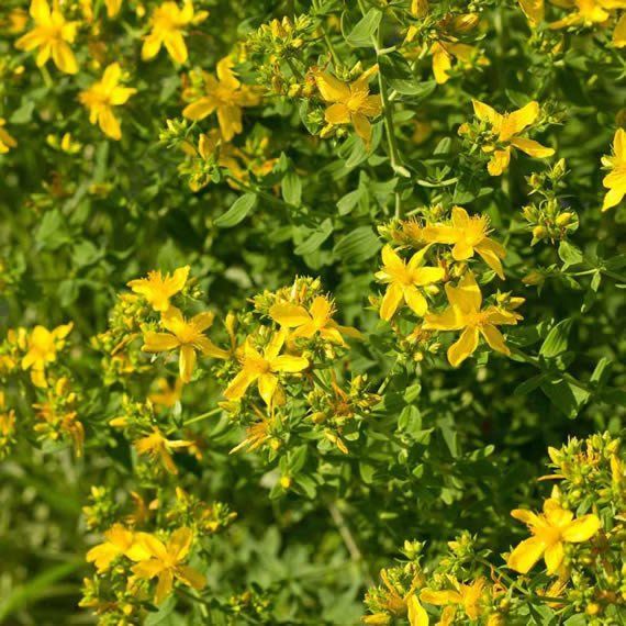 St. Johns Wort