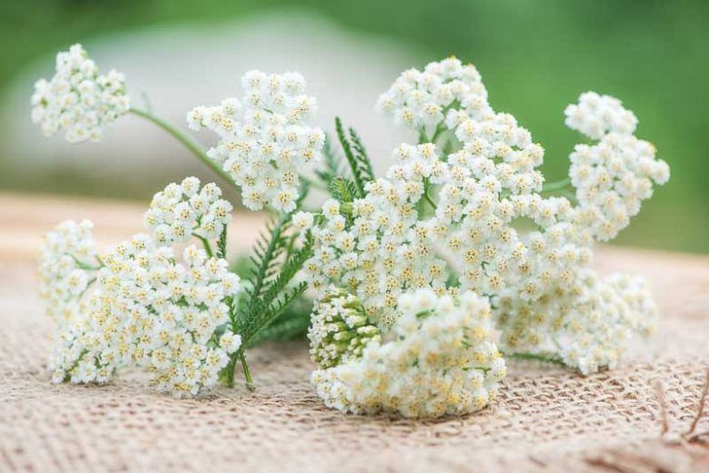 Yarrow Flower