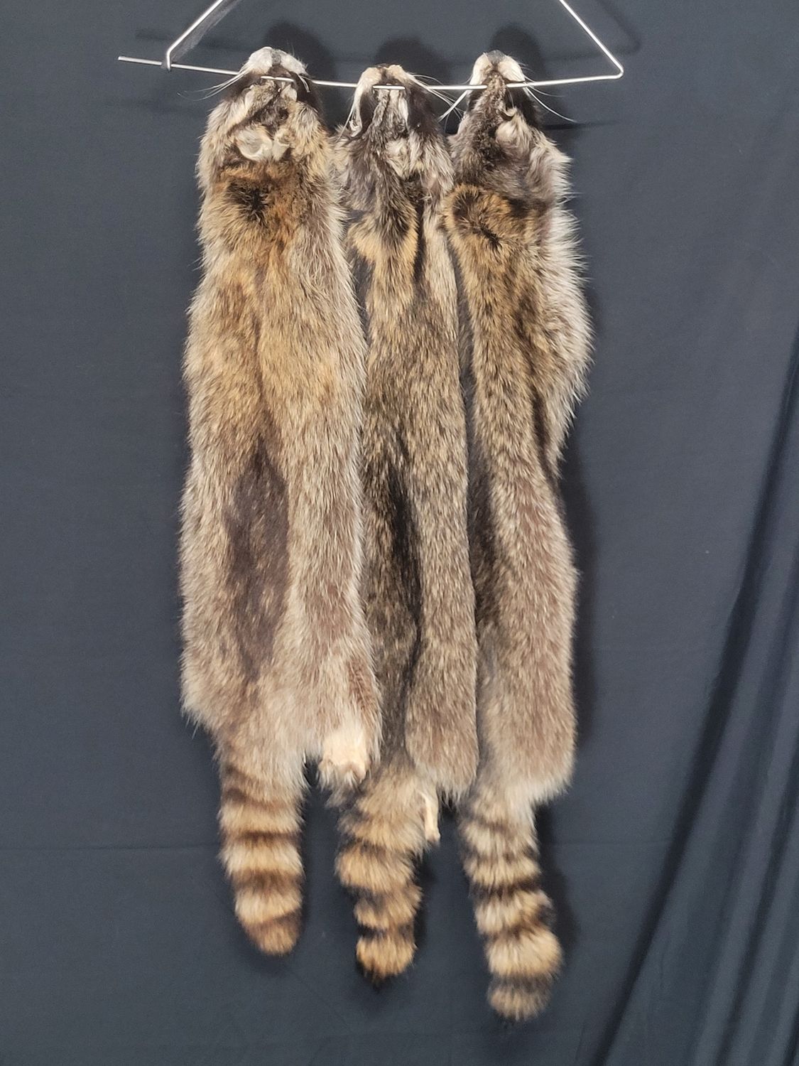 Racoon Fur Pelt, Type: Southern