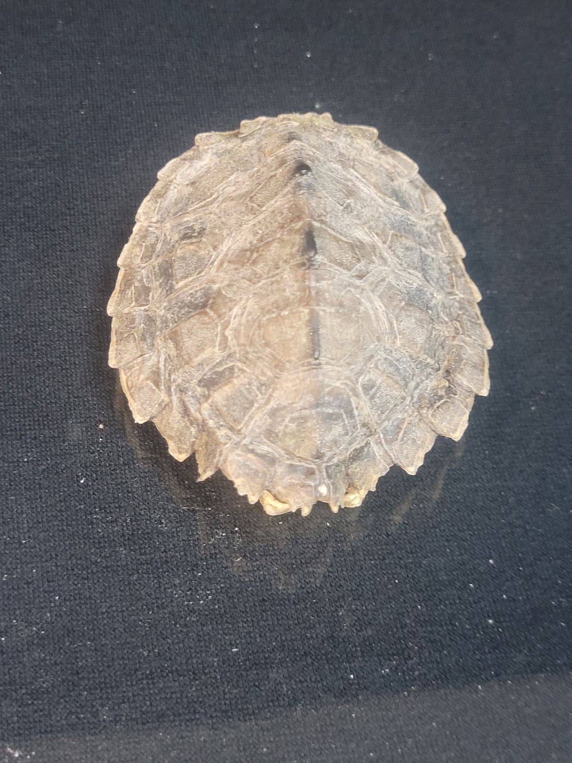 Turtle Shells, Size: Spined