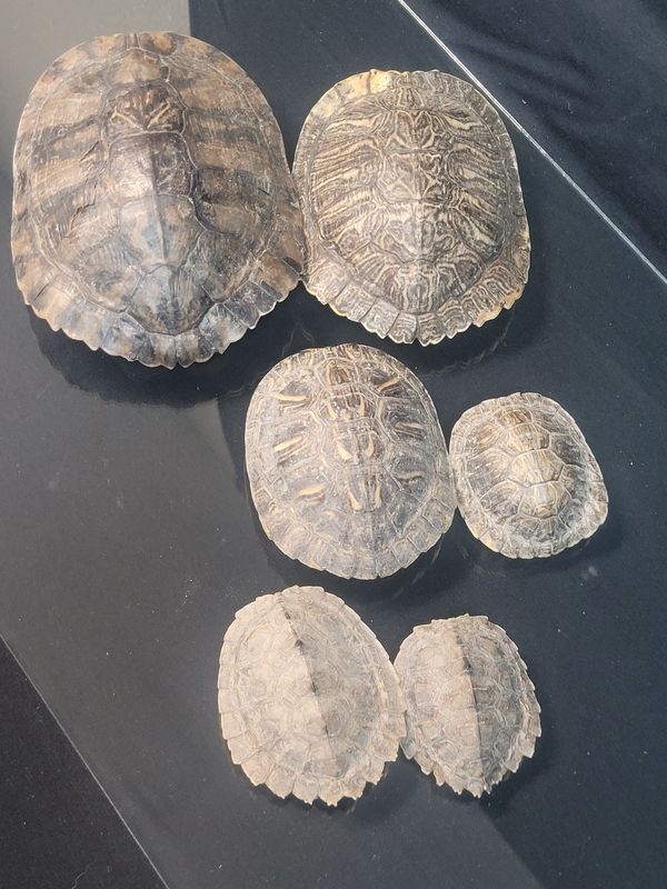 Turtle Shells