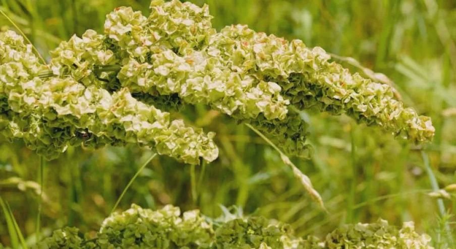 Yellow Dock Root