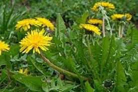 Dandelion Leaf