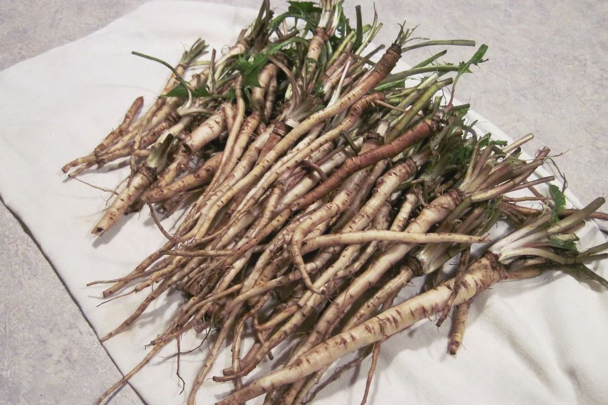Dandelion Root