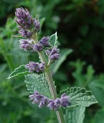 Catmint