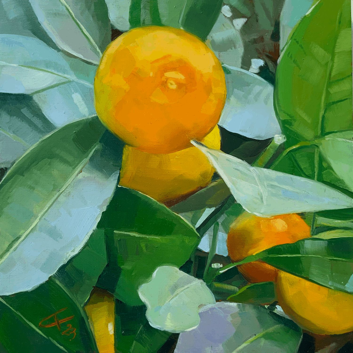 Kumquat Baum