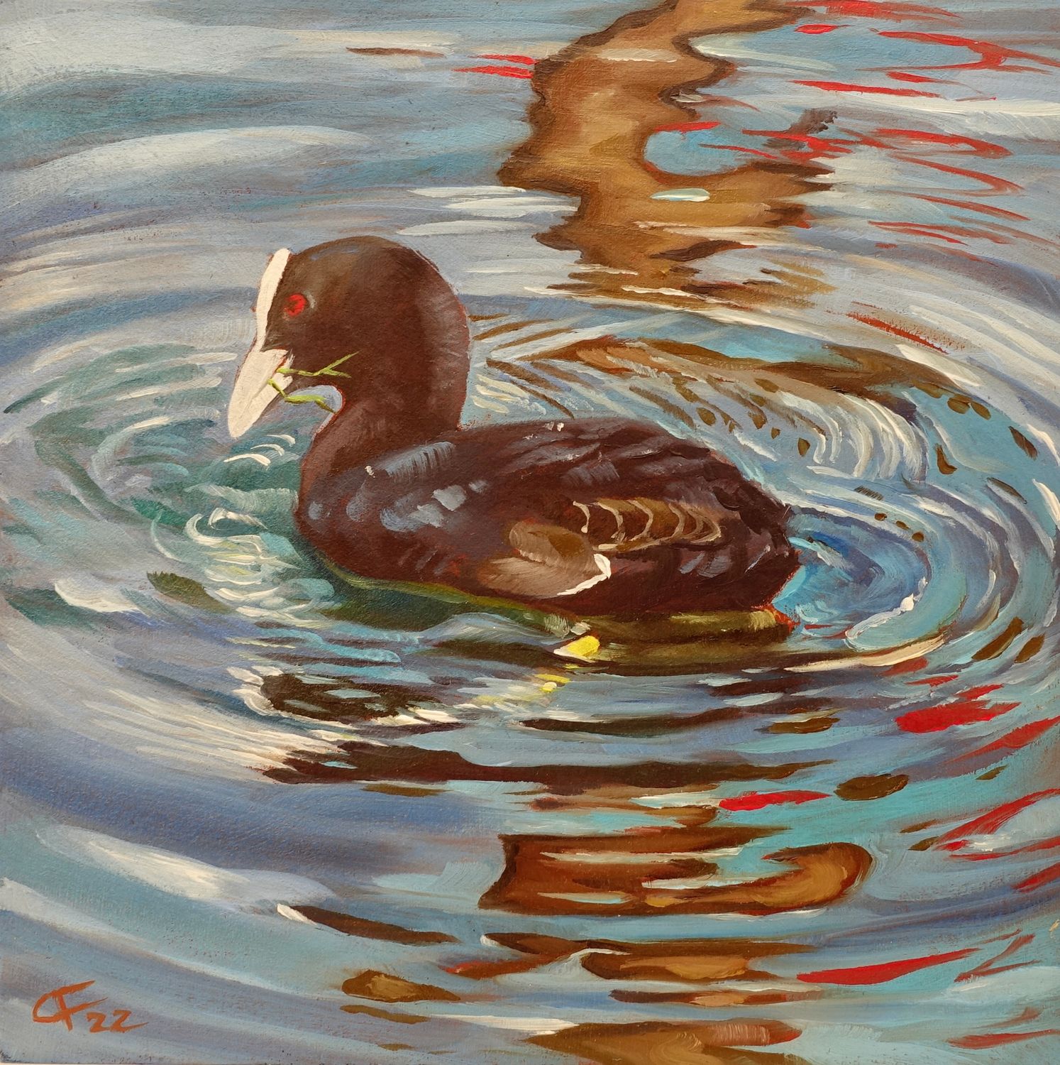 Bläßhuhn taucht nach Futter