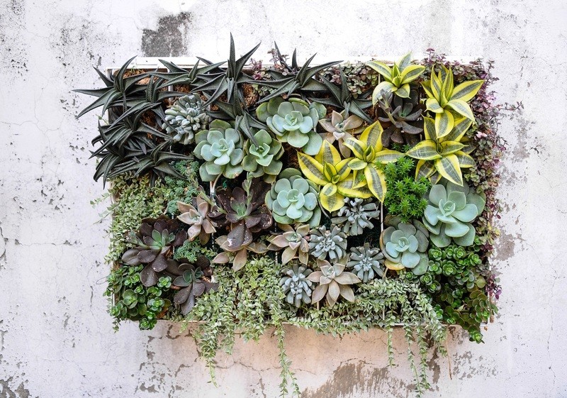 LIVING WALL
