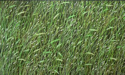 Grasslands