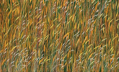 Beautiful close-up detailed painting of very long grass with seed heads in golden summer colours; a mixture of pale greens, golds and orange hues.  A large and very relaxing fine art print for your home,