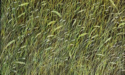 Beautiful close-up detailed painting of very long grass with large seed heads in vibrant summer colours; a pleasing mixture of greens, neutrals and grey.  A large and very relaxing fine art print for your home,