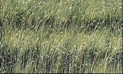 Beautiful close-up detailed painting of very long grass with seed heads in natural dry summer colours; pale greens, golds and grey.  A large and very relaxing fine art print for your home,