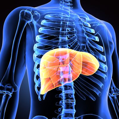 LIVER SUPPORT