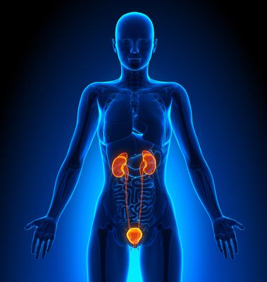 URINARY TRACT SUPPORT
