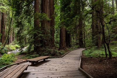 Redwood National Park Self-Guided Driving Audio Tour