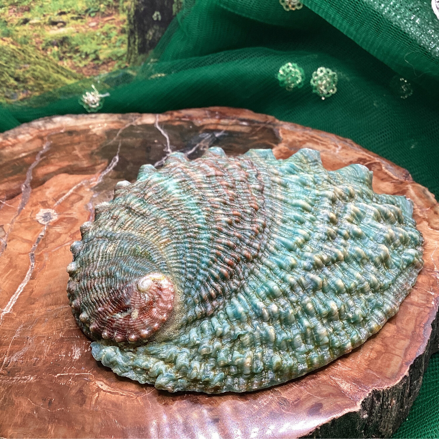 Abalone petite « Green »