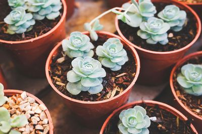 FLOWER POTS &amp; GARDENING