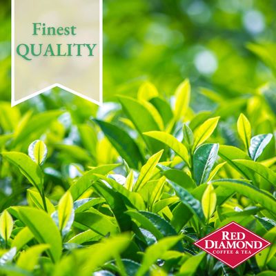 Red Diamond Green Tea Bags, Family Size Tea Bags, Delicious and Freshly Brewed Taste, Heart Healthy Antioxidants, 24 Count Quart-Size Bags (6 Pack - 144 Count)