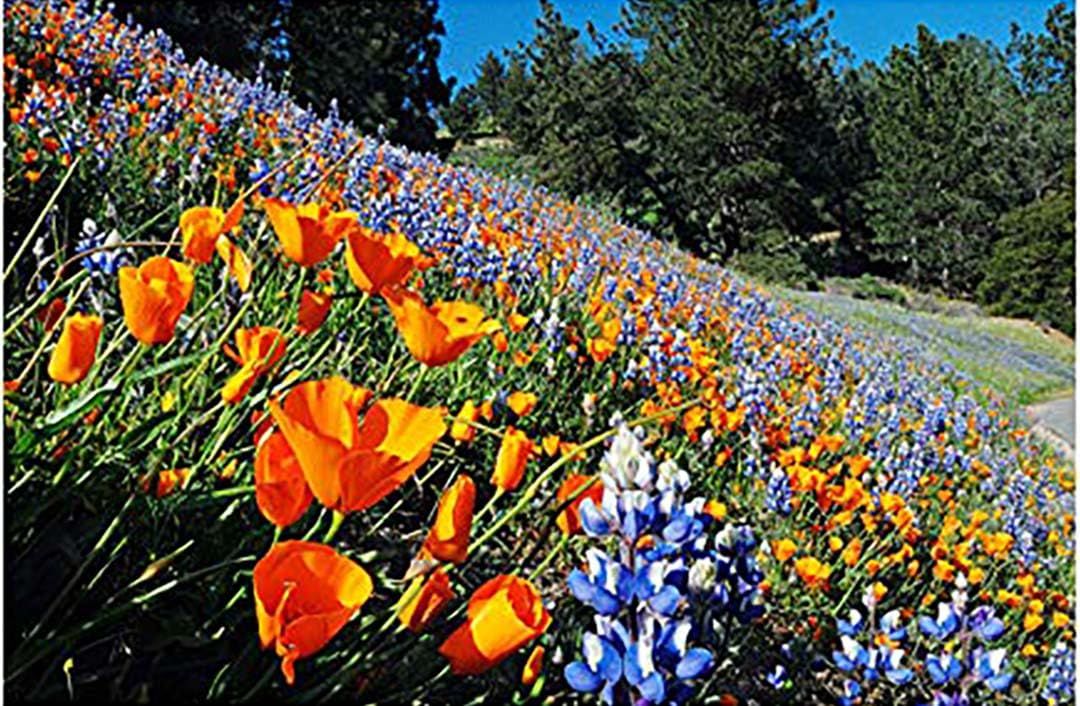 California Native Mixed Wildflowers - 13 Varieties of California Natives .5 Oz.