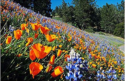 California Native Mixed Wildflowers - 13 Varieties of California Natives .5 Oz.