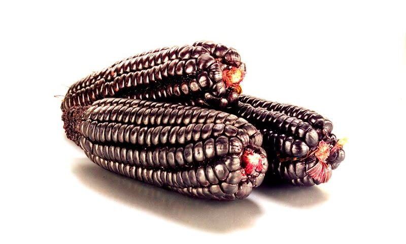 Heirloom Organic WHOLE PURPLE CORN 16 oz (1 lb.) for Brewing, Beer, Drinks, Baking, Smoothies, Cornbread, Tortillas