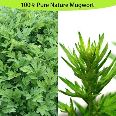 FLOAPE Mugwort Leaves, Mugwort Tea 30 Bag, Mugwort Herbal Tea, Caffeine Free