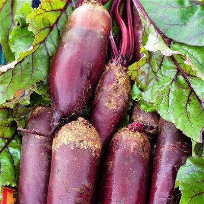 Beets, Cylindra, Heirloom,100 Seeds, Tender N Sweet, Cylindrical Shape,Country Creek Acres