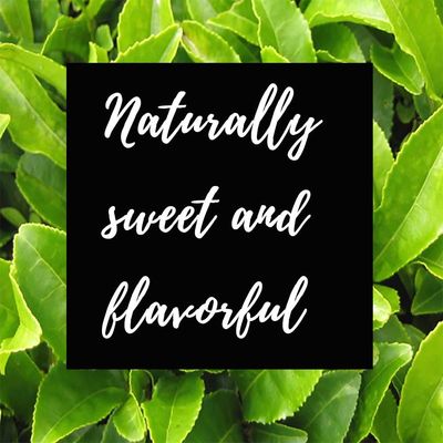 Shangri-La Tea Company Iced Tea Bags, Organic Spring Melon Green Tea, Unsweetened and All Natural, Brews 2 Quarts Per Tea Bag, (6 Count), (5060)