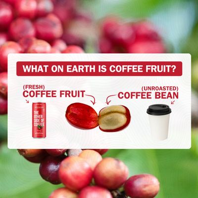 The Other Side of Coffee - Upcycled Coffee Fruit Juice Drink, Non-Carbonated, Antioxidant Rich, Low Caffeine (30mg), Low Calorie, Low Sugar, 100% Natural, 12 Fl Oz, Berry Flavor (Pack of 12)
