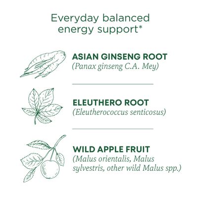Traditional Medicinals Tea, Organic Stress Ease Focus, with Adaptogens, Everyday Balanced Energy, Ginseng Wild Apple Mint, 96 Tea Bags